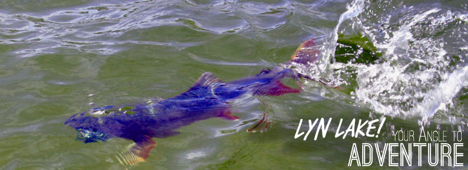 Lyn Angle Lake Gallery Fish